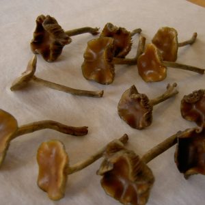 Wavy caps Mushrooms
